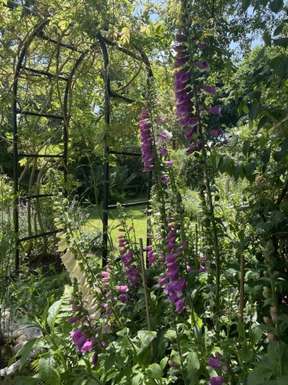 Phyllis Tuckwell - Busbridge Open Gardens*