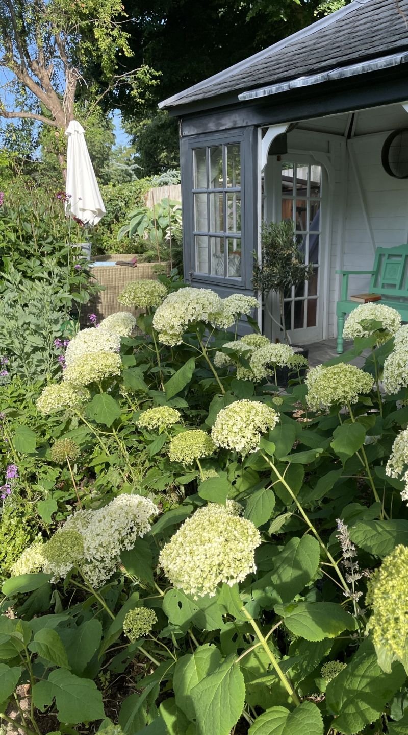 Phyllis Tuckwell - Busbridge Open Gardens*
