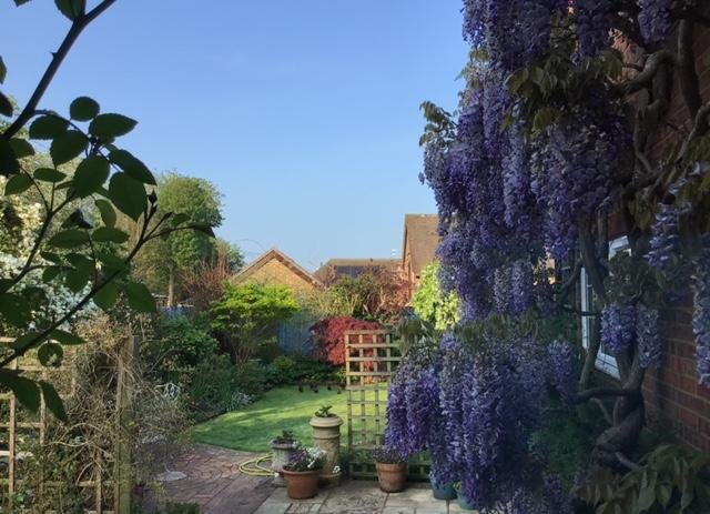 Phyllis Tuckwell - Shamley Green Open Gardens*