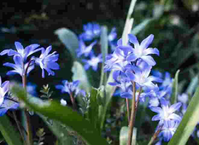 Cornflowers