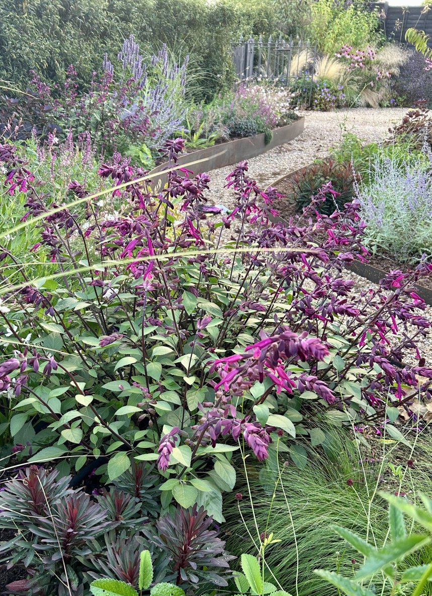 Phyllis Tuckwell - Fleet Neighbours Open Gardens*