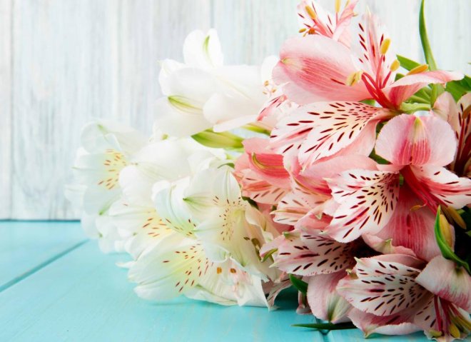 Poppies growing in a field