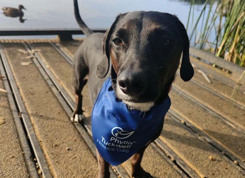 Phyllis Tuckwell - September Walkies Challenge