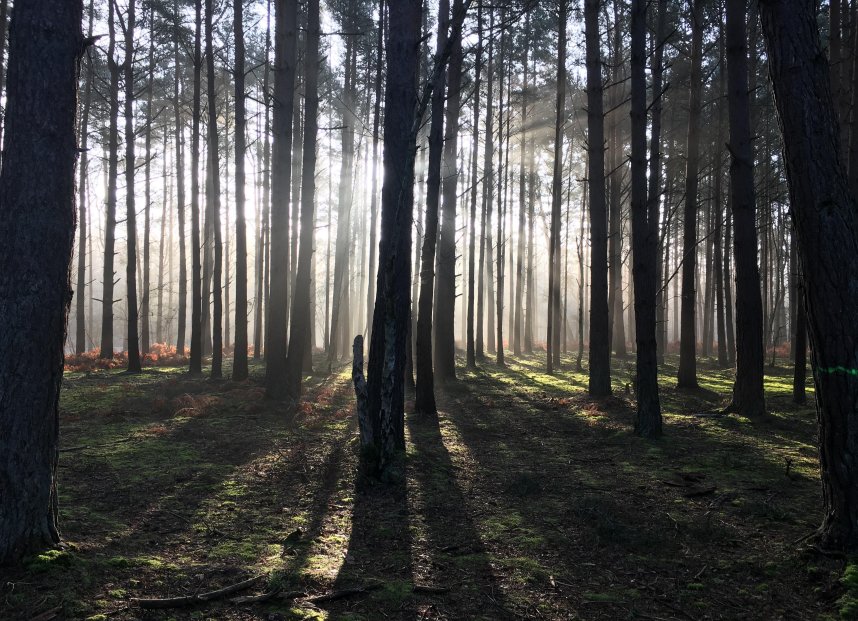 Phyllis Tuckwell - Churt Open Gardens*
