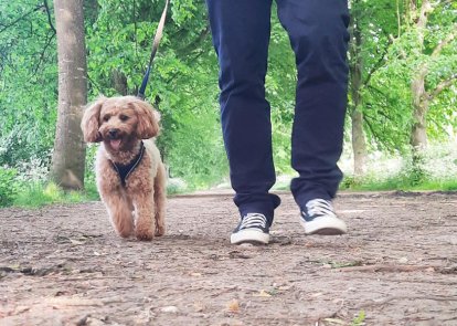 Dog walk