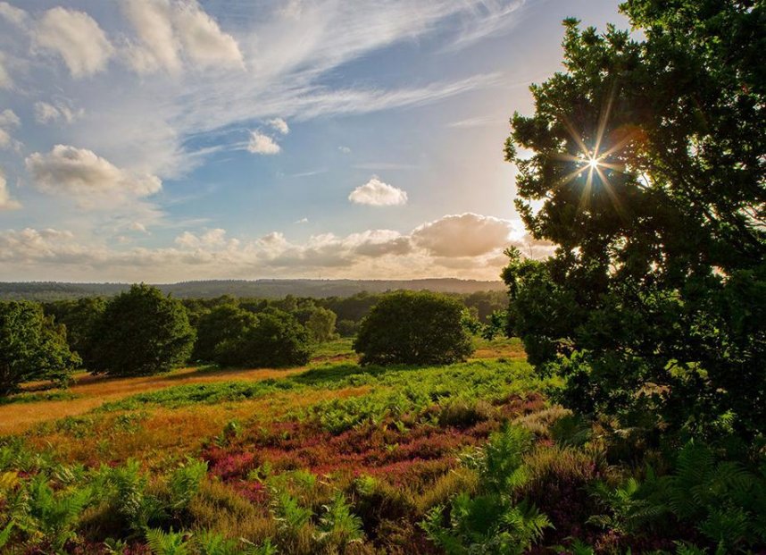 Phyllis Tuckwell - Walk for the Wards at Sunset - a walk to remember