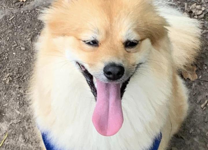 Phyllis Tuckwell - September Walkies Challenge