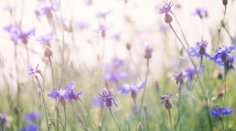 A field of cornflowers