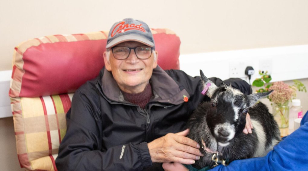 Patient with goat