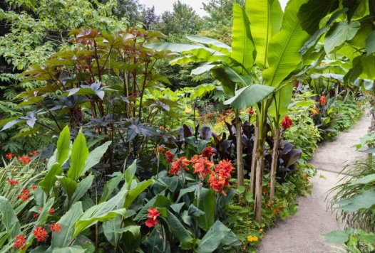 Phyllis Tuckwell - Open Gardens